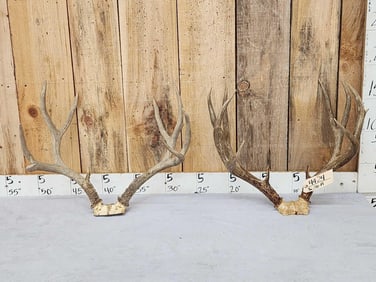 2 Sets Of Mule Deer Antlers On Skull Plate
