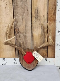 Main Frame 4x4 Whitetail Antlers On Plaque