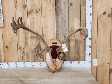 Caribou Antlers On Plaque