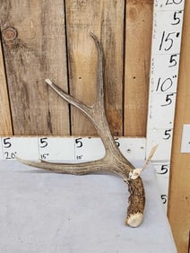 Big 4 Point Mule Deer Shed Antler