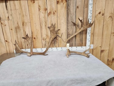 Caribou Antlers On Split Skull Plate