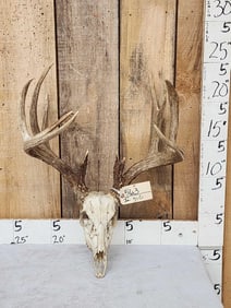 170 Class Wild Iowa Whitetail Antlers On Skull
