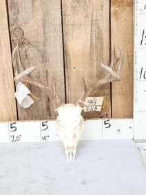 101" Coues Deer Antlers On Skull