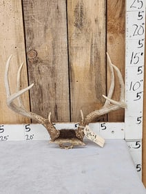 140 Class Wild Iowa Whitetail Antlers On Skull Plate