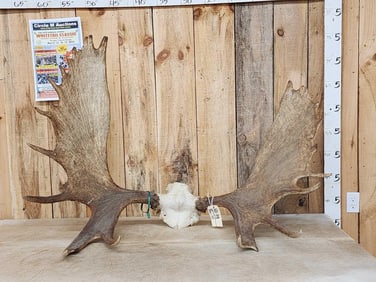 52" Moose Antlers On Skull Plate