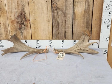 Set Of Palmated Whitetail Shed Antlers