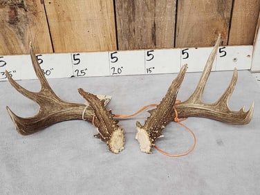 GORGEOUS 4x4 Wild Whitetail Shed Antler