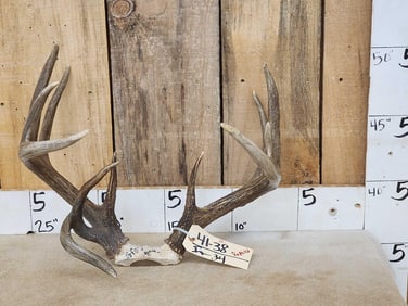 5x5 Whitetail Antlers On Skull Plate