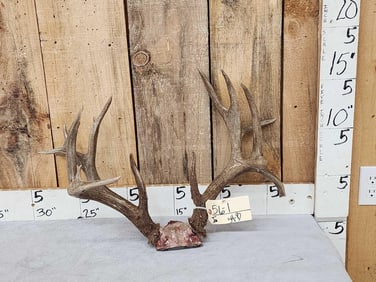 170 Class Wild Iowa Whitetail Antlers On Skull Plate