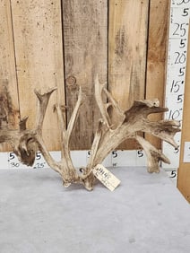 Super Rare HIGH 200 Class Shared Pedicle Whitetail Shed Antlers