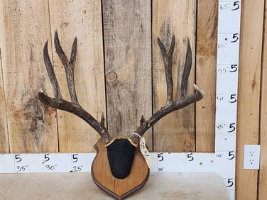 5x5 Mule Deer Antlers On Plaque
