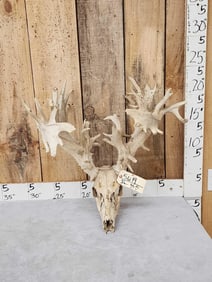 300 Class Whitetail Antlers On Skull