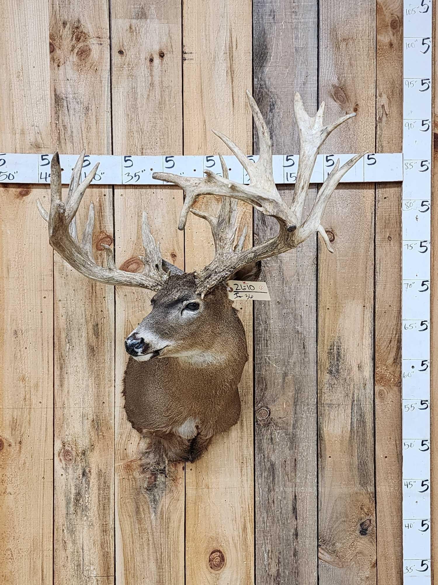 Big Nontypical Whitetail Shoulder Mount Taxidermy (1 of 4)