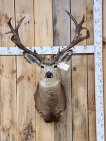 Main Frame 5x5 Mule Deer Shoulder Mount Taxidermy