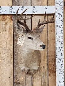 4x4 Coues Deer Shoulder Mount Taxidermy