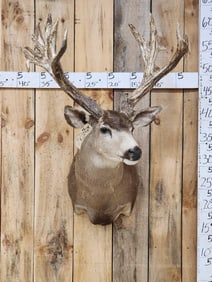MONSTER 219 1/8" Mule Deer Shoulder Mount Taxidermy