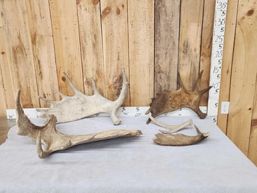 31.3 Lbs Of Moose Antler