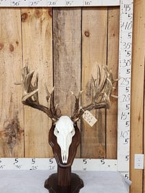 300 Class Whitetail Shed Antlers On Reproduction Skull