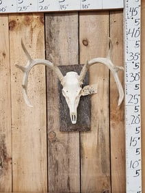 4x5 Whitetail Antlers On Skull Harvested By Actor Jameson Parker From TV Show Simon & Simon