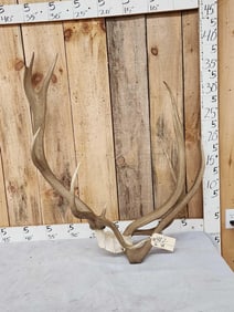SUPER RARE Double Main Beam 3 Pedicle Elk Antlers On Skull Plate
