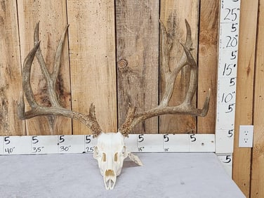 BEAUTIFUL 193 3/8" B&C Mule Deer Antlers On Skull