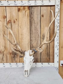 Freak 5x5 Elk Antlers On Skull