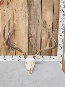 193 4/8" Mule Deer Antlers On Skull