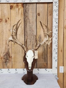 High 250 Class Main Frame 5x5 Whitetail Shed Antlers On Reproduction Skull