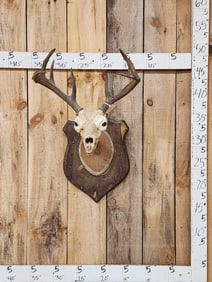 VINTAGE 4x5 Whitetail Antlers On Skull Taxidermy
