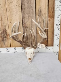 Officially Scored 228 3/8" Wild Whitetail Antlers On Skull