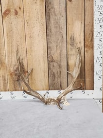 Super Rare Shared Pedicle Fallow Deer Antlers On Skull Plate