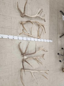 28.4 Lbs Of Elk Shed Antlers