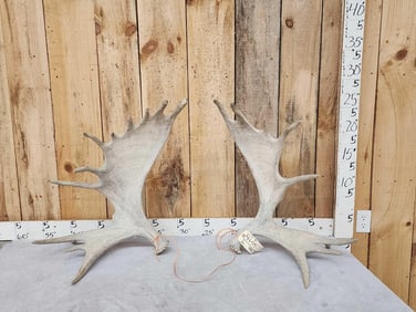 Matched Set Of Self Standing Moose Shed Antlers
