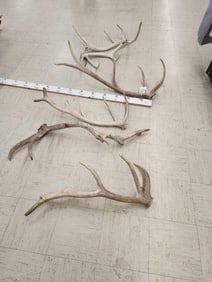 26.7 Lbs Of Elk Shed Antlers