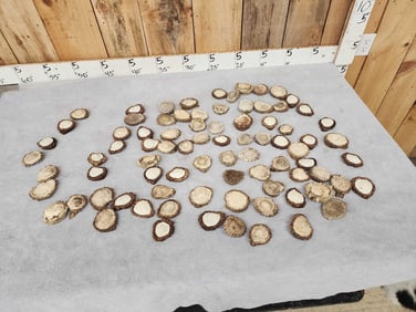16Lbs Of A Grade Elk Dhed Antler Burrs