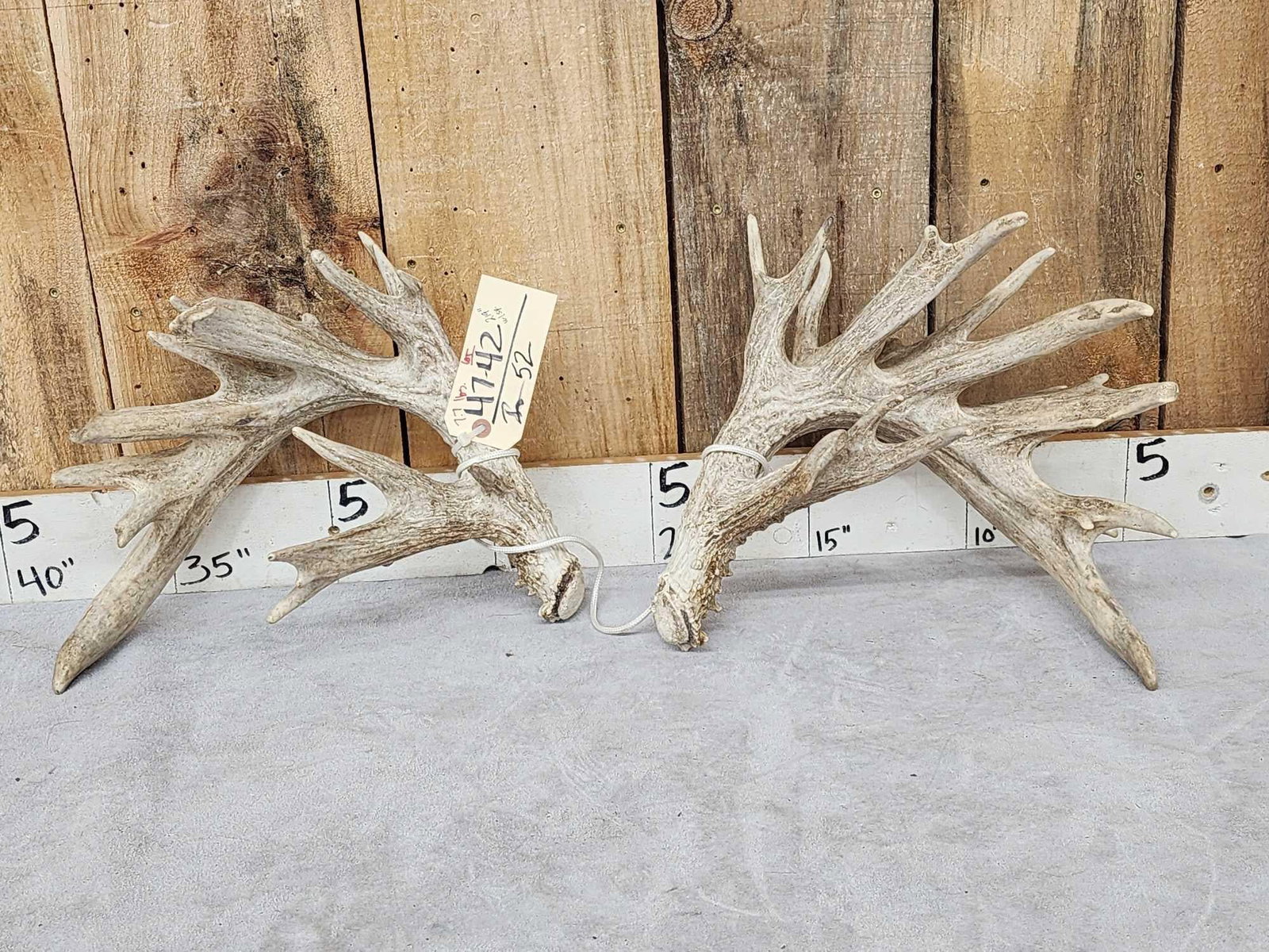219" Whitetail Shed Antlers: 47.42 Heavy mass throughout score with spread credit 7.7 Lbs