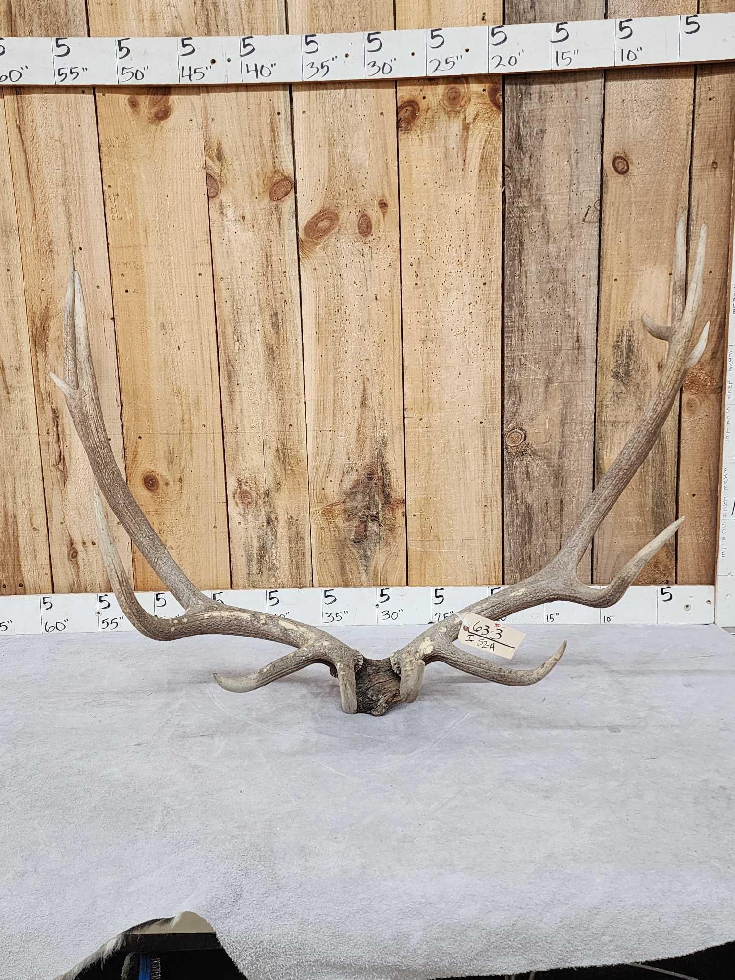 VINTAGE 7x7 Elk Shed Antlers (1 of 9)