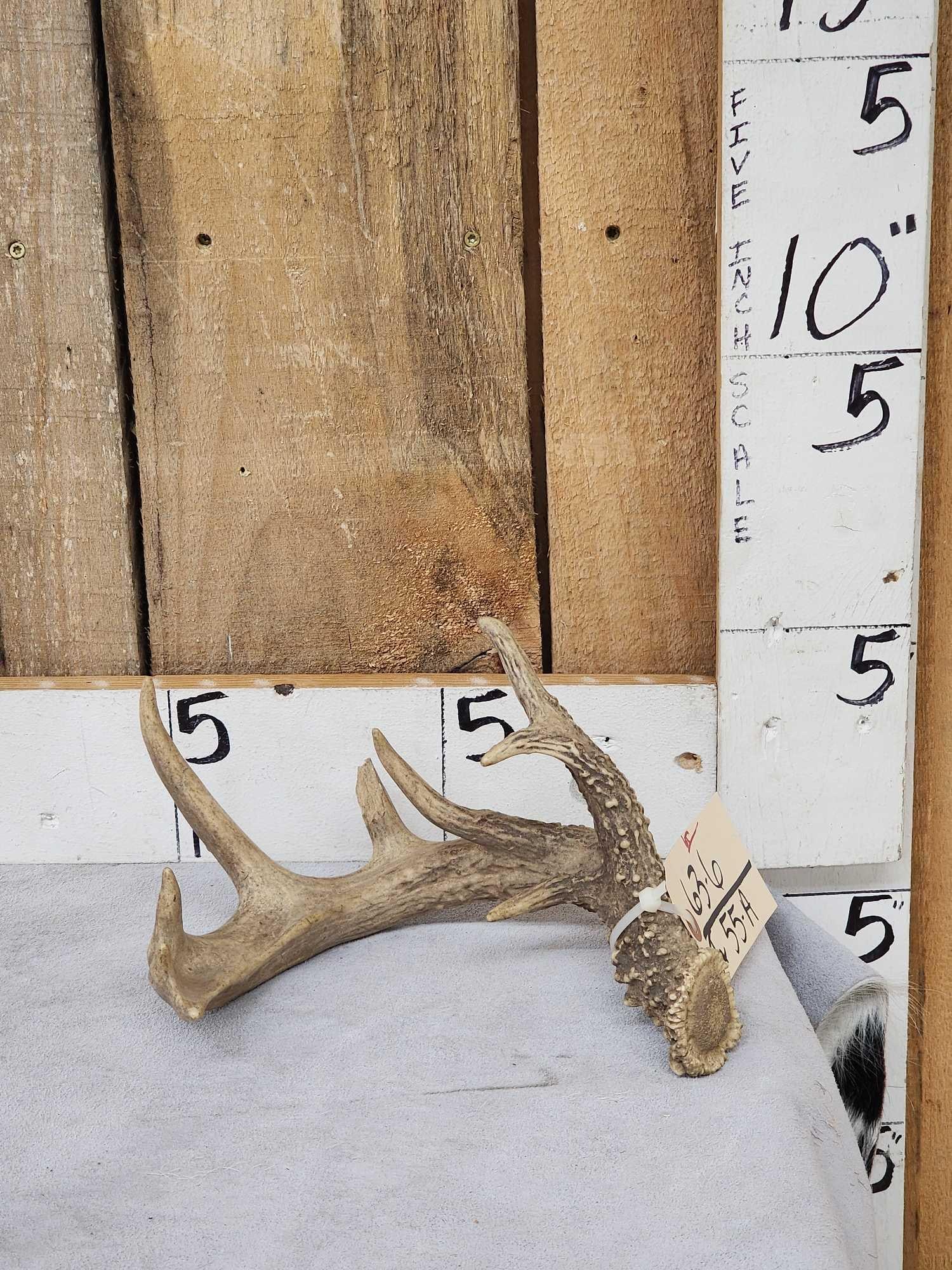 Freak Nontypical Whitetail Shed Antler: 63.6 Cool Little shed heavy beading with extras