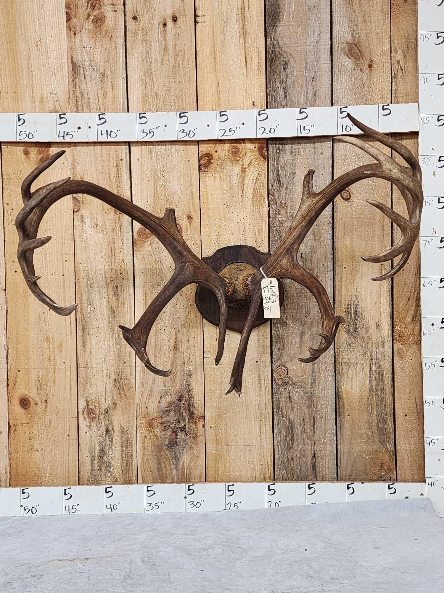 Caribou Antlers On Plaque (1 of 3)