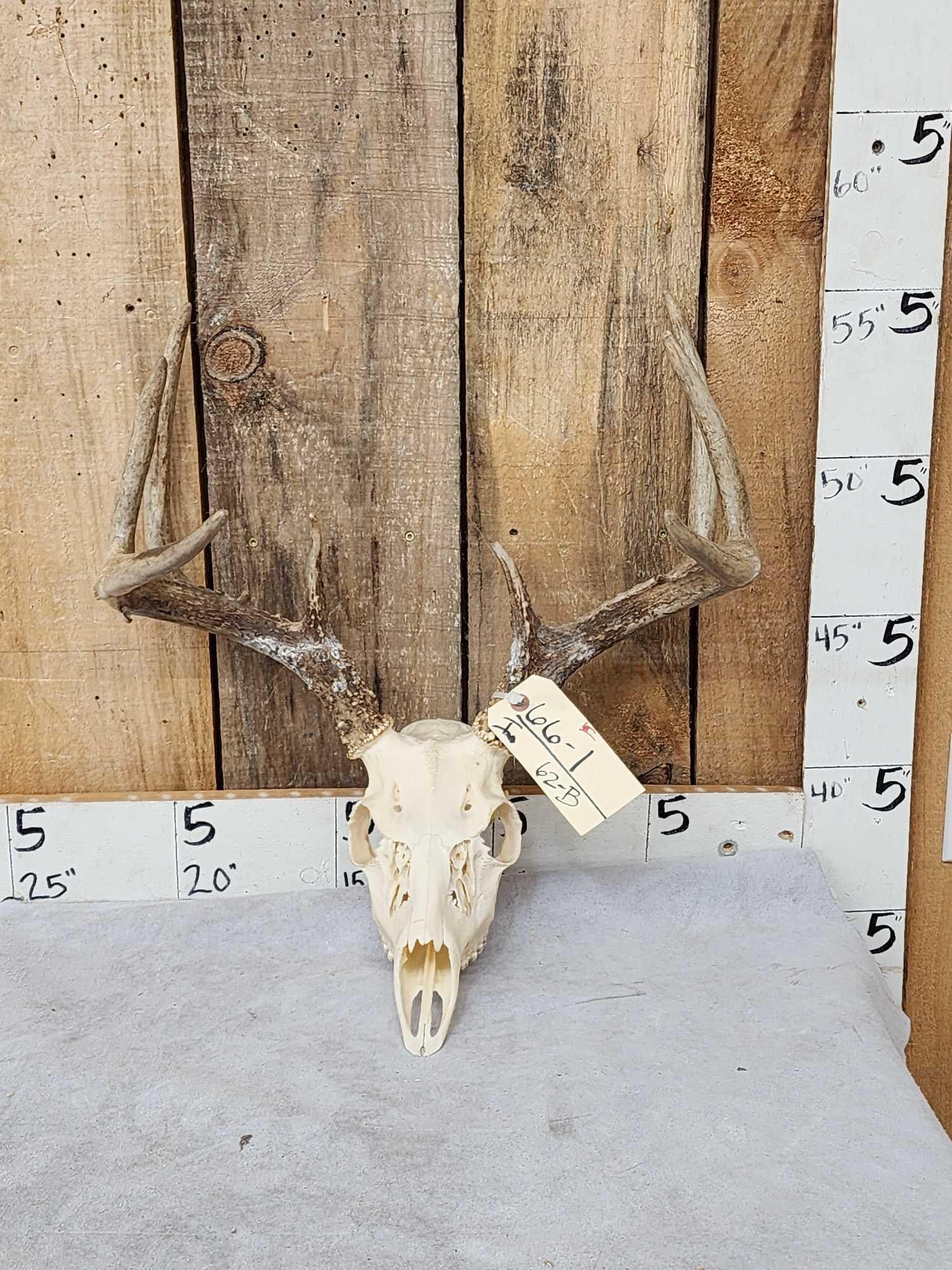 4x4 Whitetail Antlers On Skull: 66.1