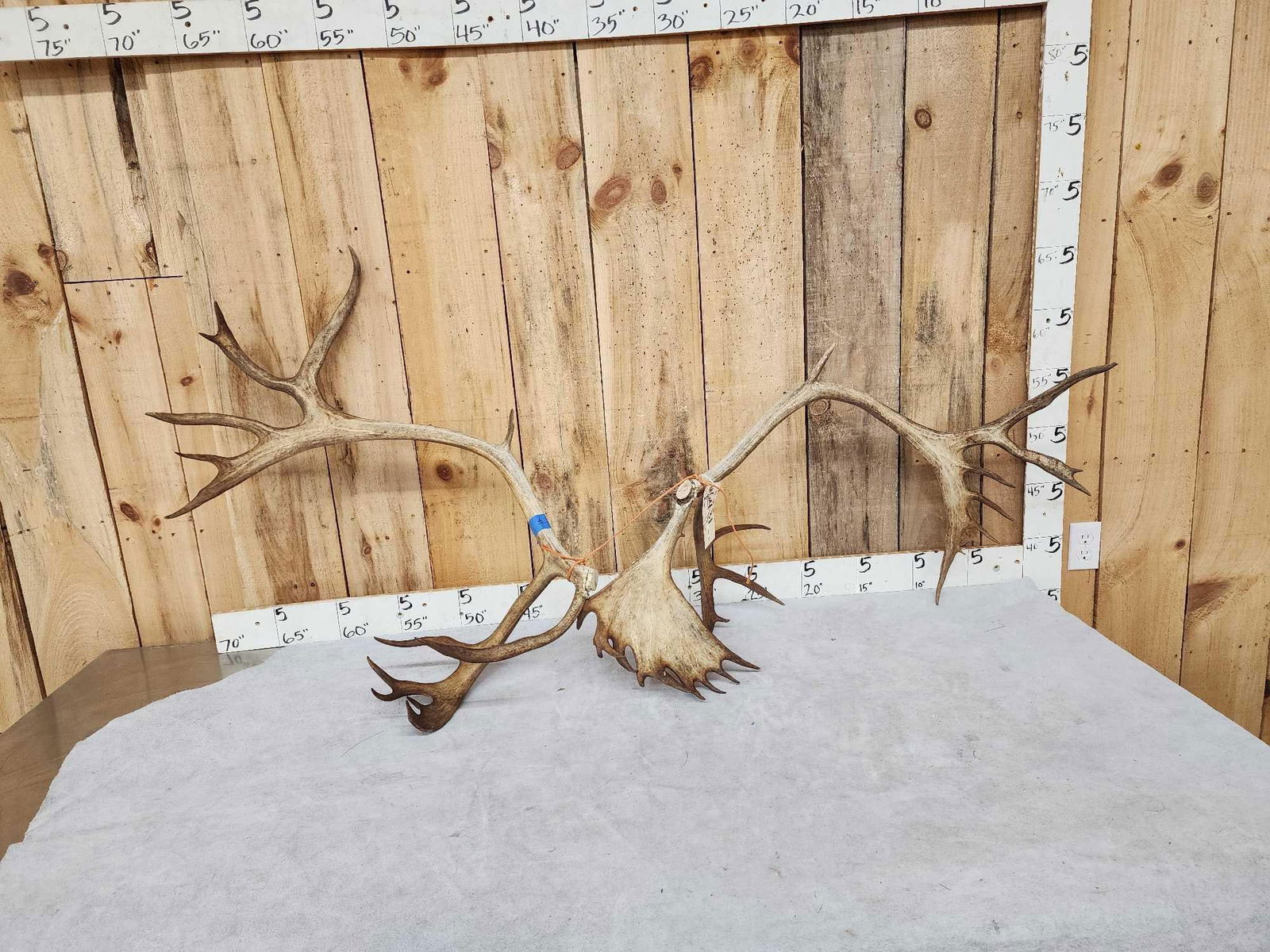 9.1 Lbs Caribou Antlers Cut Below The Burr (1 of 6)