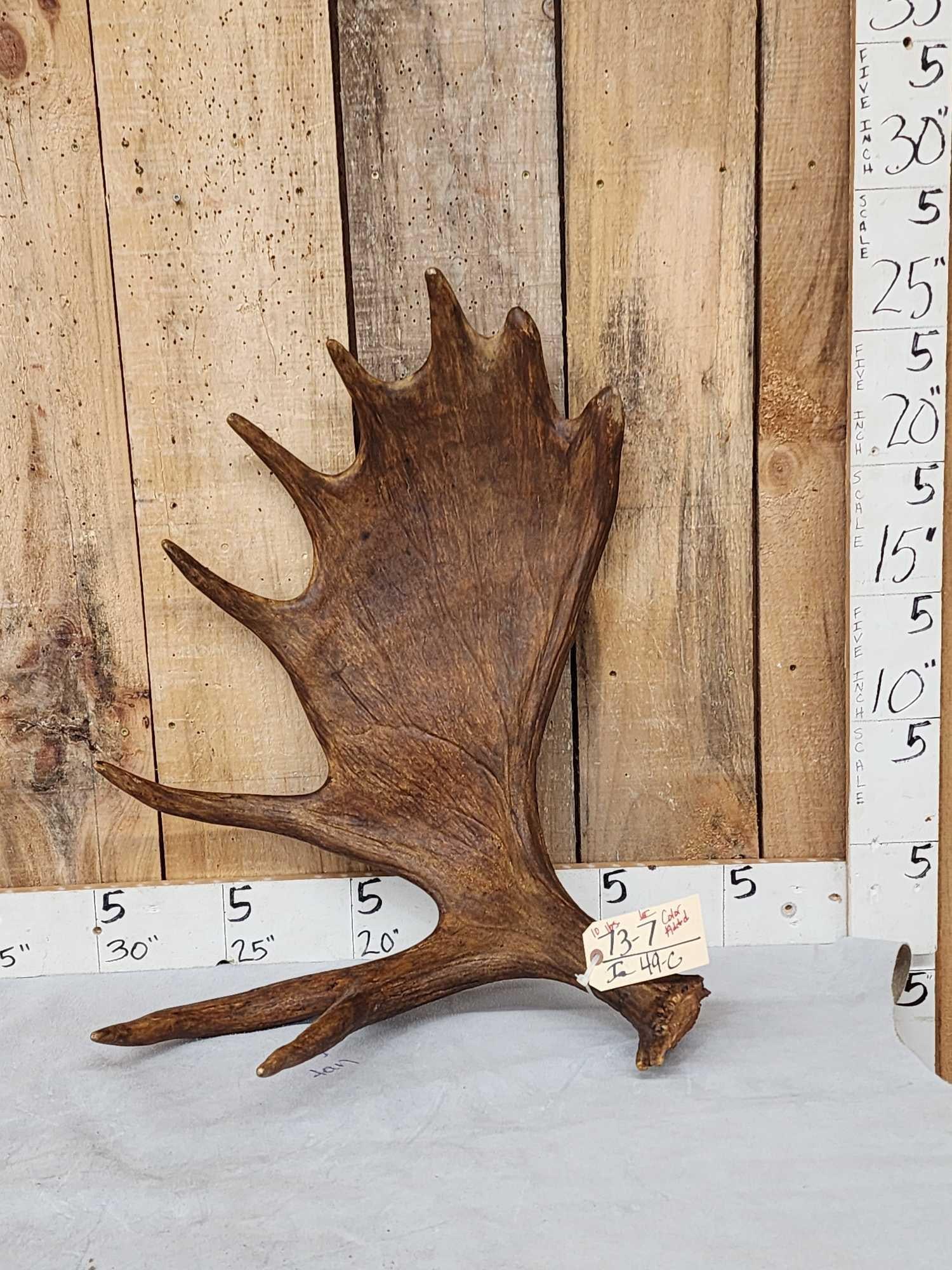 10 Lbs Alaskan Moose Shed Antler (1 of 3)