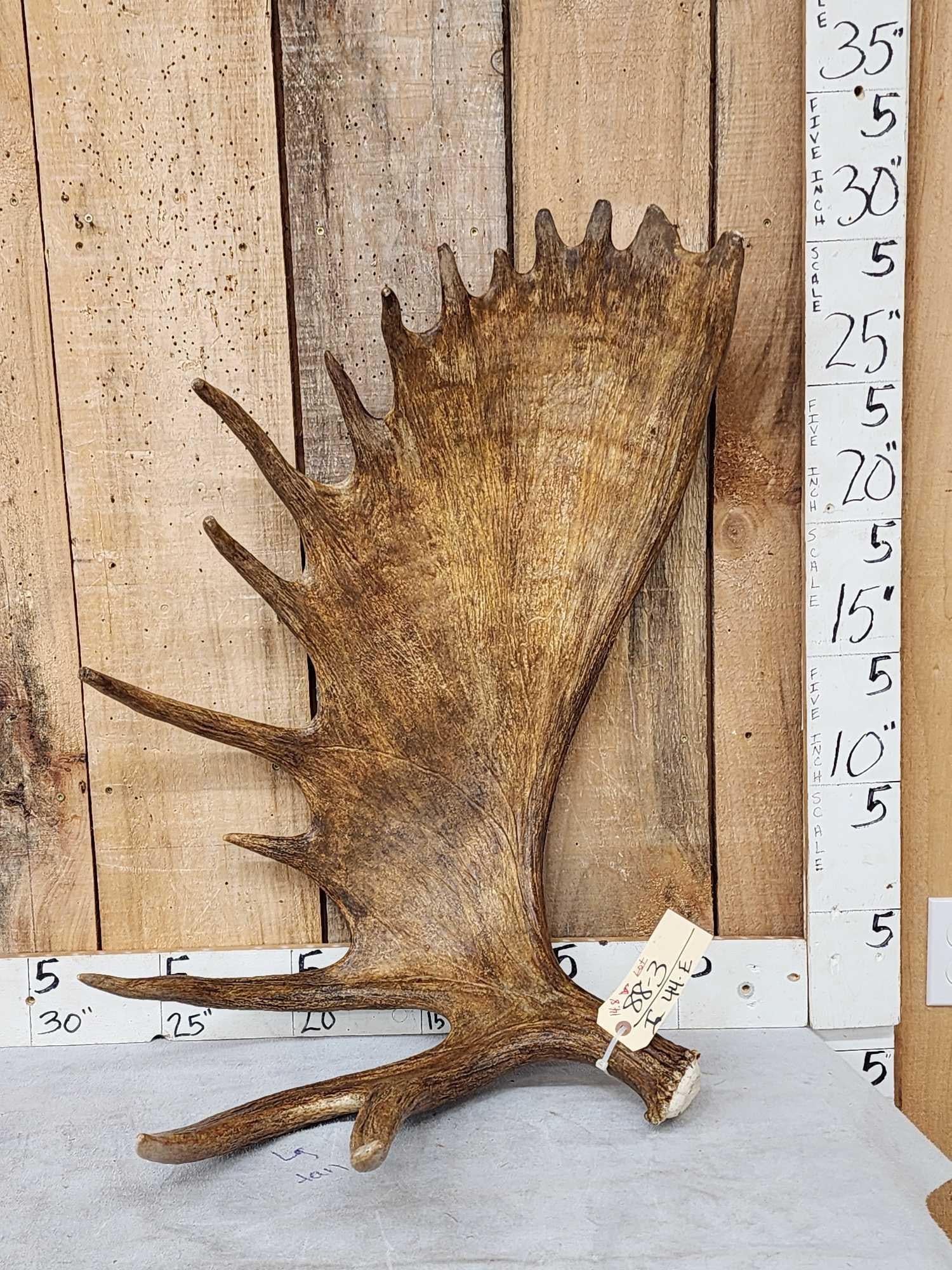 14.8 Lbs Self Standing Alaskan Moose Shed Antler (1 of 6)
