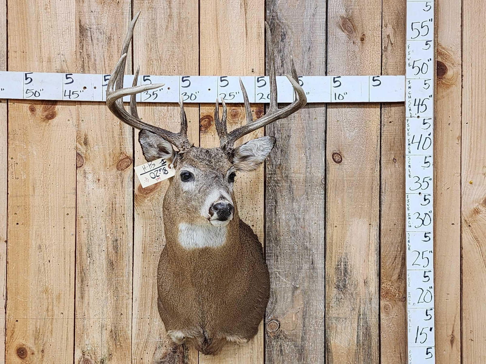Nice 5x5 Whitetail Shoulder Mount Taxidermy (1 of 4)