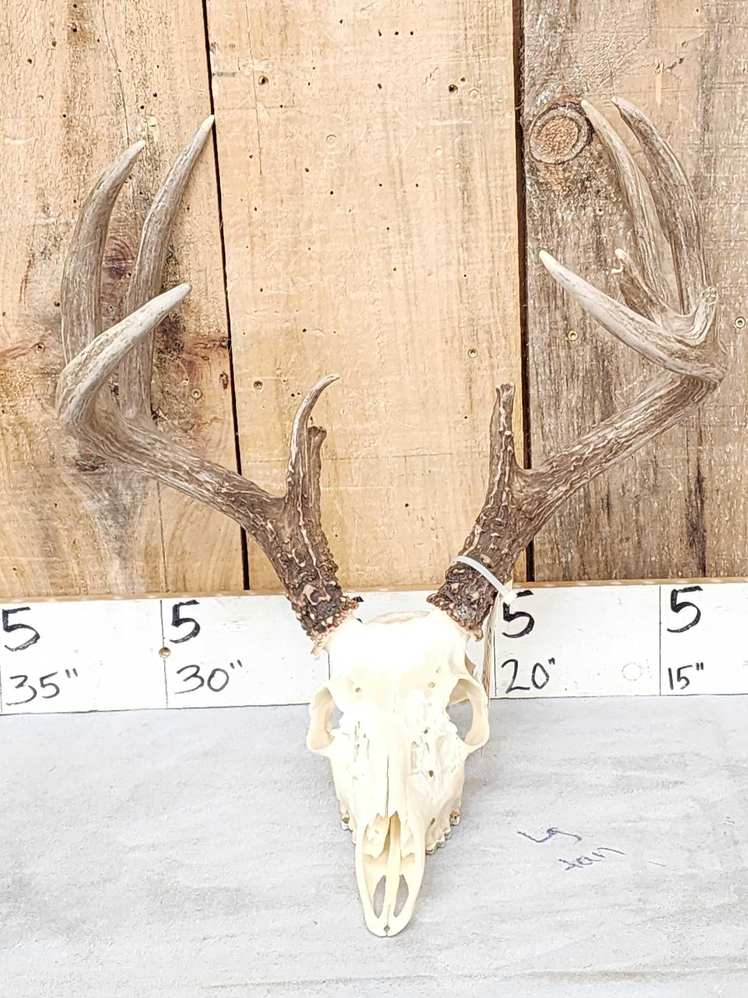 Main Frame 4x5 Whitetail Antlers On Skull (1 of 6)