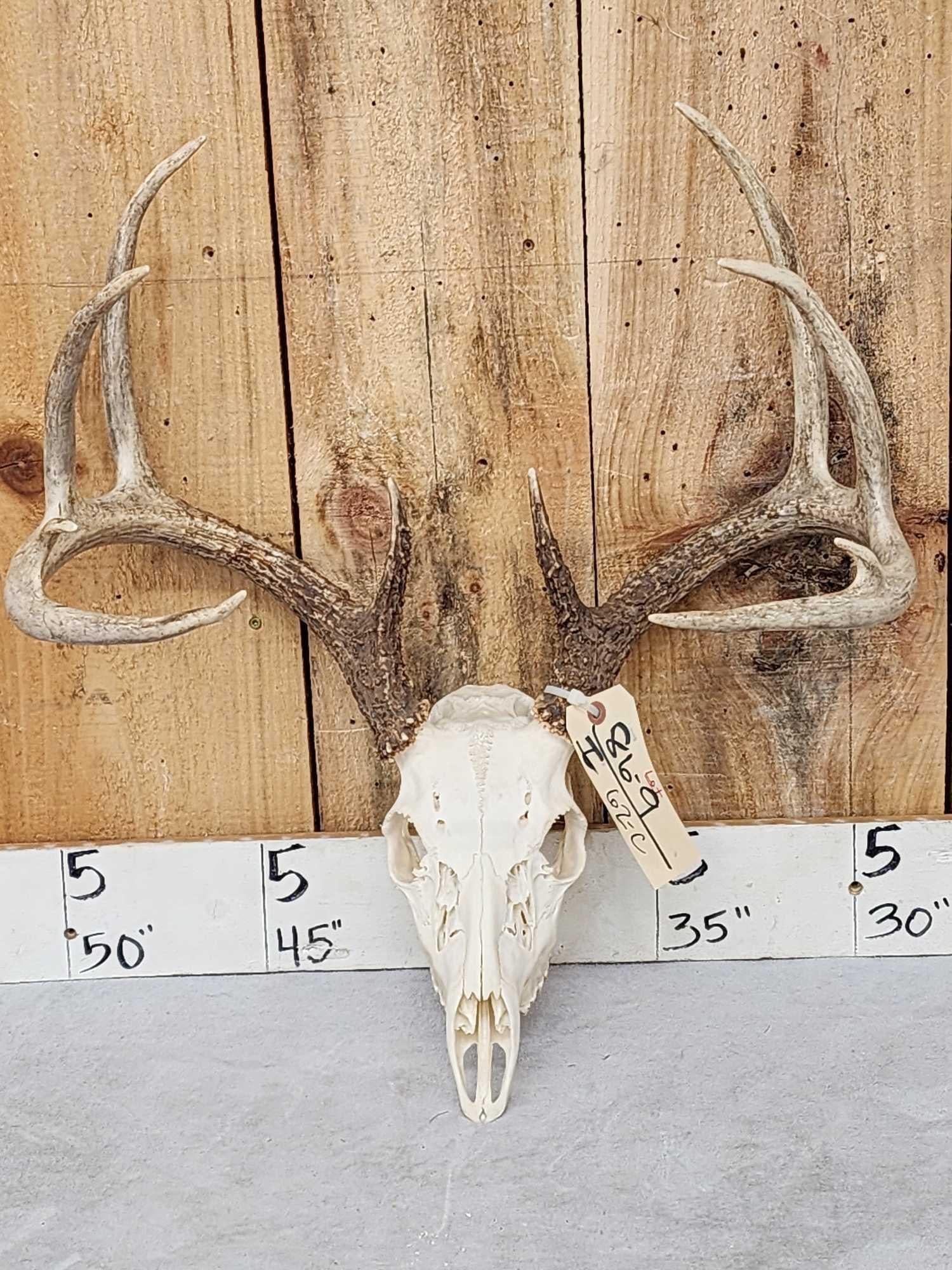 High 140 Class Whitetail Antlers On Skull: 86.9 Great look tall symmetrical tines heavy beading Great color crowding 150" Nicely done Skull