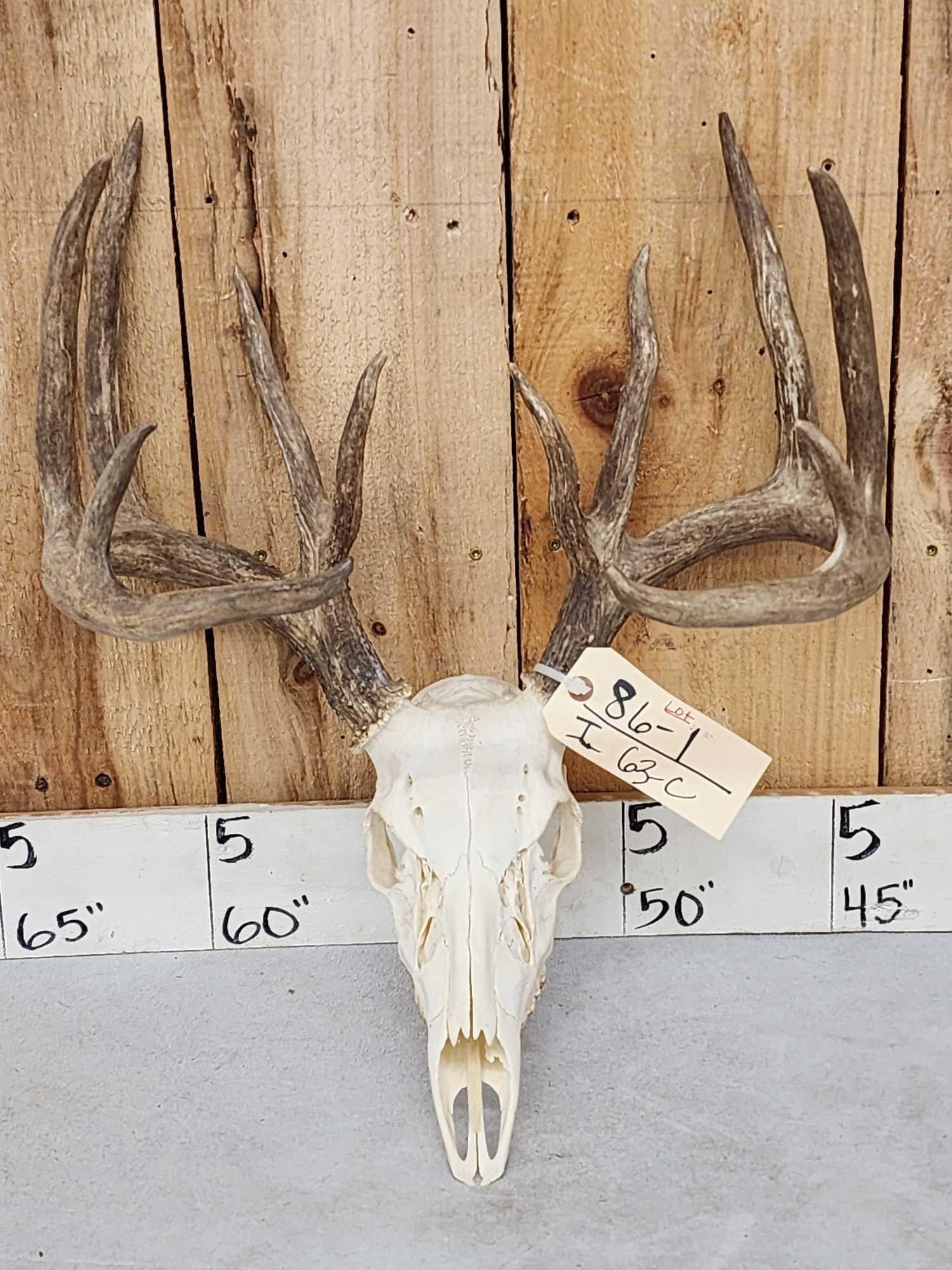 High 160 Class Whitetail Antlers On Skull: 86.1 Cool piece BIG to hold double split brows