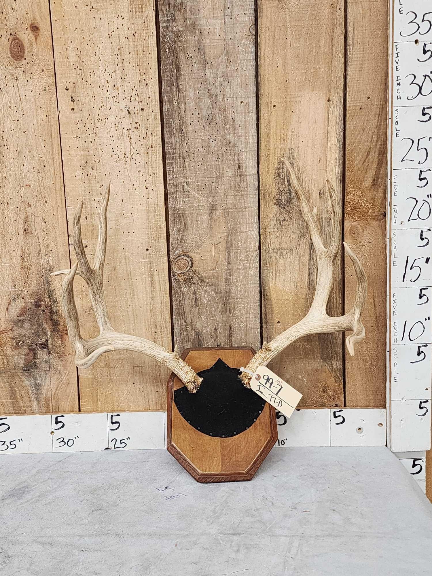 5x5 Mule Deer Antlers On Plaque (1 of 3)