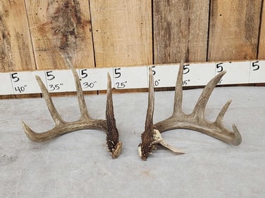 2 5 point Wild Illinois Whitetail Shed Antlers