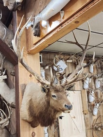 Big 6x6 Elk Shoulder Mount Taxidermy